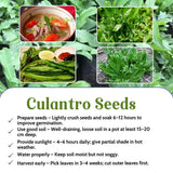 1000 Culantro Herb Seeds for Planting, Culantro Seeds, Culinary Vegetable for Yard Garden Planting