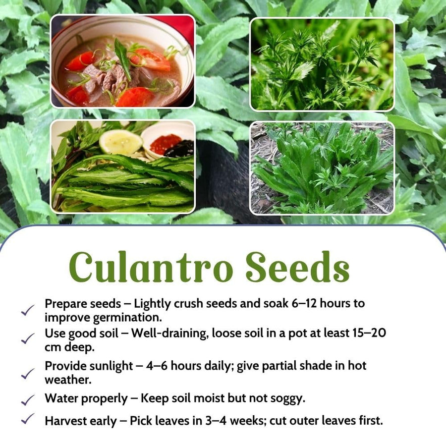 1000 Culantro Herb Seeds for Planting, Culantro Seeds, Culinary Vegetable for Yard Garden Planting