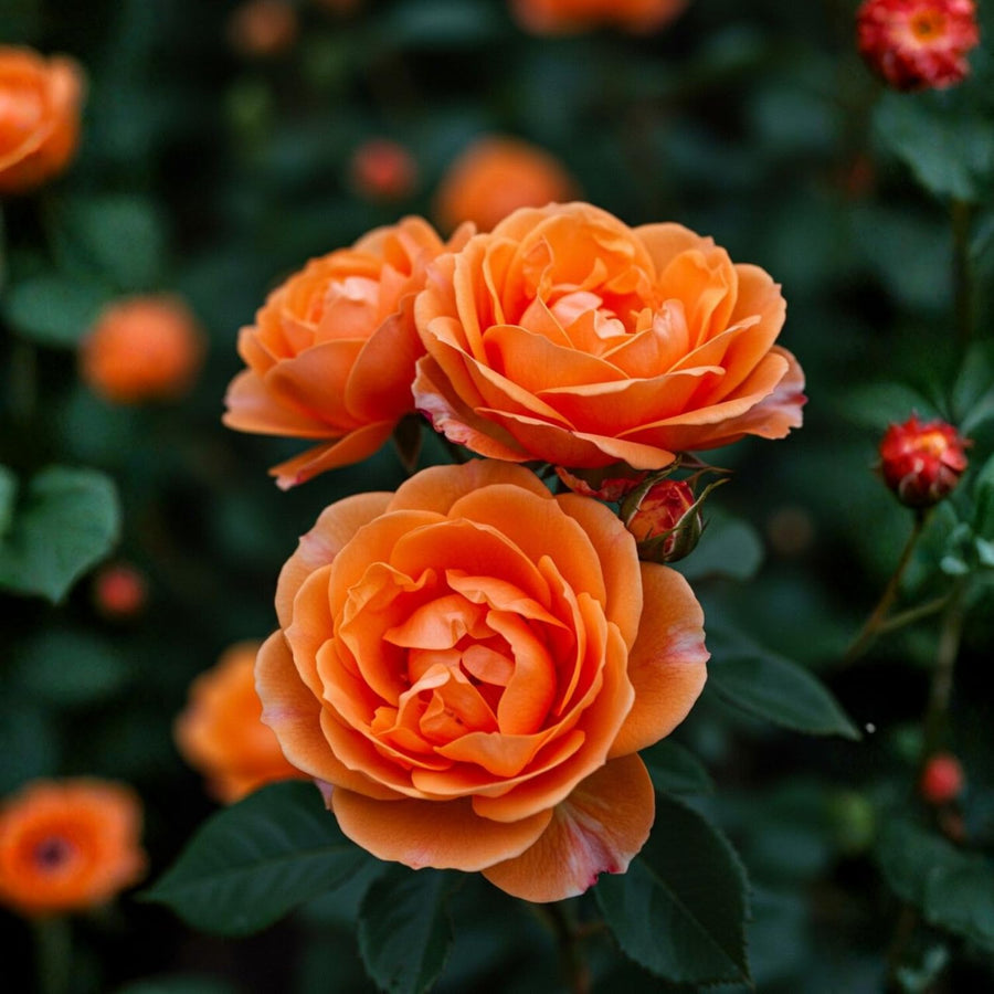 Mini Rose Bush, Miniature Rose Flowers in 3'' Pot, Compact Flowering Rose for Indoor Outdoor Gardens and Containers (Orange Roses)