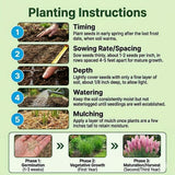 Set 100+ Pink Pampas Grass Seeds for Planting, Pampas Grass, Ornamental Grass for Garden Decor, Landscape