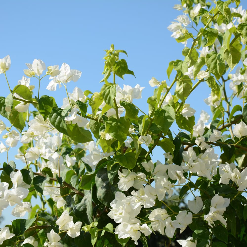 2 Trailing Bougainvillea Plants Live, Hardy Flowering Bougainvillea Plants for Hanging Basket, Container Growing, 4-8 Inches Tall (White)