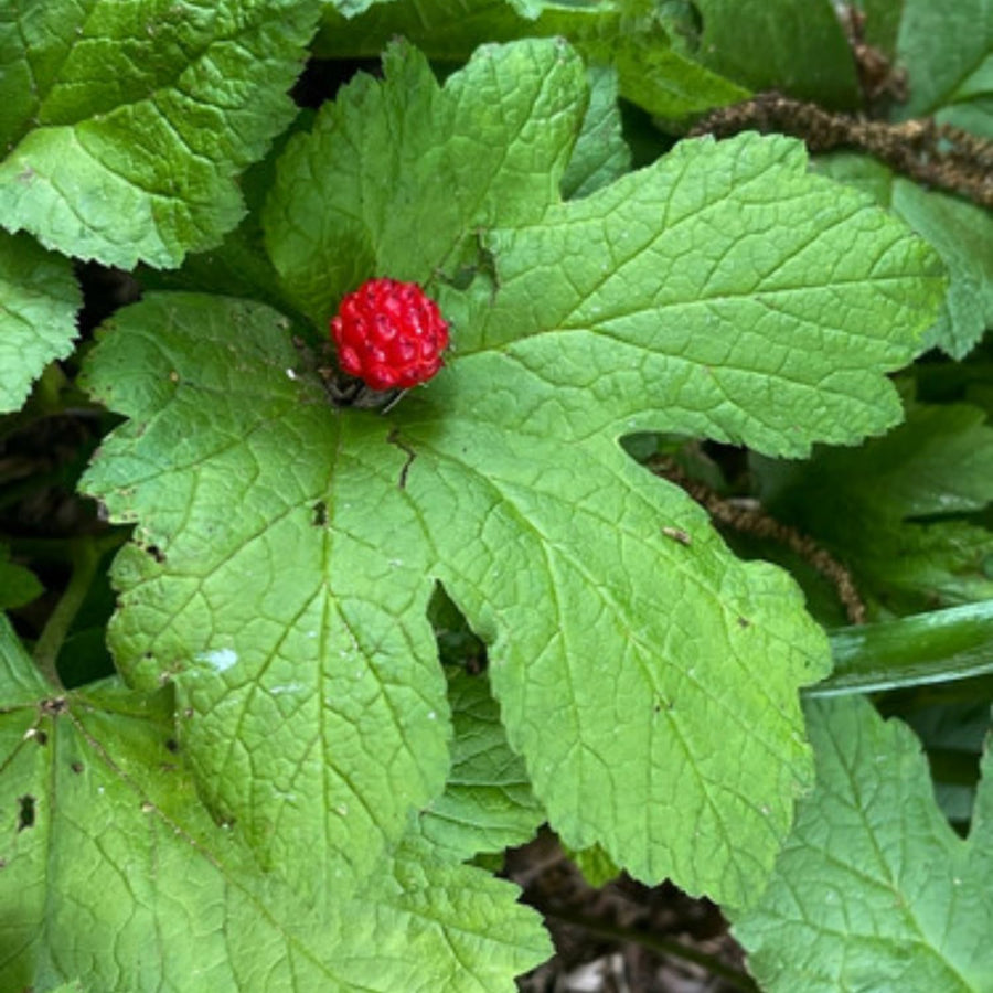 Set of 5 Goldenseal Roots Live Plants, Bare Root Golden Seal for Outdoor Growing