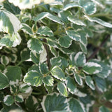 Variegated Plectranthus Swedish Ivy Plants Live, in 3" Pot, Swedish Ivy Mint Herb Houseplants, 4-8" Tall for Indoor and Outdoor