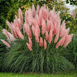 2 Plants of Pampas Grass Plants, Pink Pampas Grass Plants Live from 5 Inches in Height Ornamental Grass Plant Live Outdoor