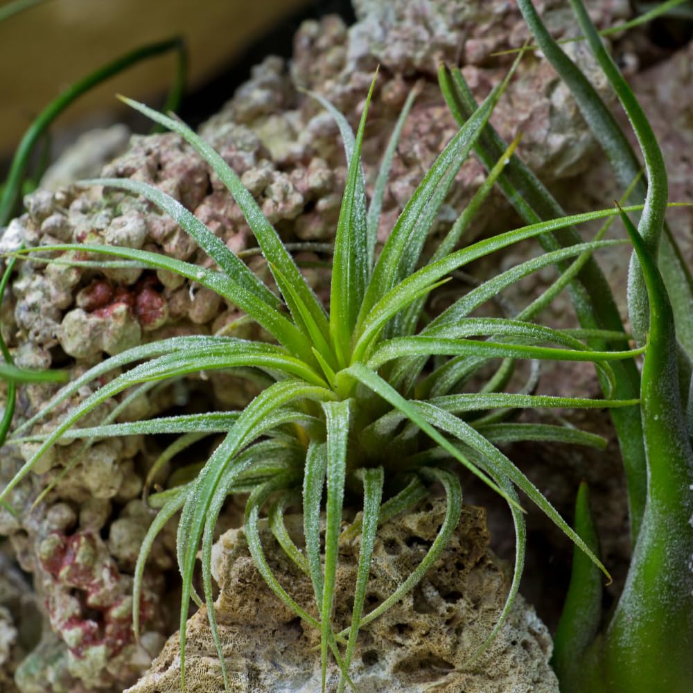 Set 5 Air Plants Live, Red Tillandsia Plants, Indoor Succulent Houseplants 1 to 3 Inches