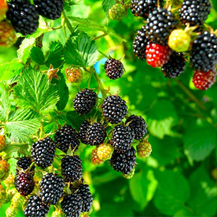 Black Berry Plant, Black Berry Bushes Live Plant, 2 to 3 Feet Vine, Sweet Blackberries Fruit Seedling, Hardy Fruit Bearing Shrubs for Outdoor Planting