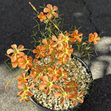 Oxalis Plant Live, Shamrock Spring Flower, 4 Inc Pot, Ornamental Oxalis Plant Live for Indoor Outdoor Garden, 4-8'' Tall (Orange)