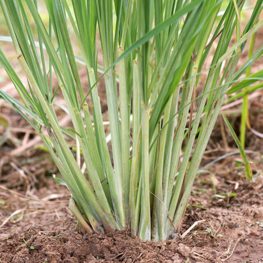 Set 4 Lemon Grass Live Plants, Lemongrass Plant Herb Plant Pot 4 Inc, 9 to 12 Inc Tall