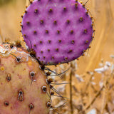 Live Purple Prickly Pear Cactus Plant, Hardy Cactus Succulent, 6-8 Inches Tall for Planting
