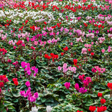 Mixed Cyclamen Live Plant in Pot, Hardy Cyclamen Plant Live Vibrant Blooms, in 4 Inc Pot, Indoor Flowering Houseplant for Year-Round Display