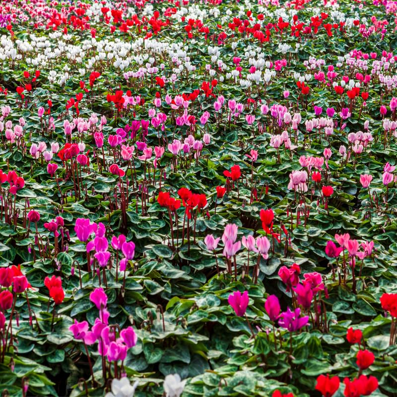 Mixed Cyclamen Live Plant in Pot, Hardy Cyclamen Plant Live Vibrant Blooms, in 4 Inc Pot, Indoor Flowering Houseplant for Year-Round Display