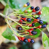 2 Sassafras Trees Live Plants, Herb Plant Live, 6-12" Tall in Pot, Planting Outside, Common Sassafras Seedling Trees Well-Rooted, Cold Hardy, No CA