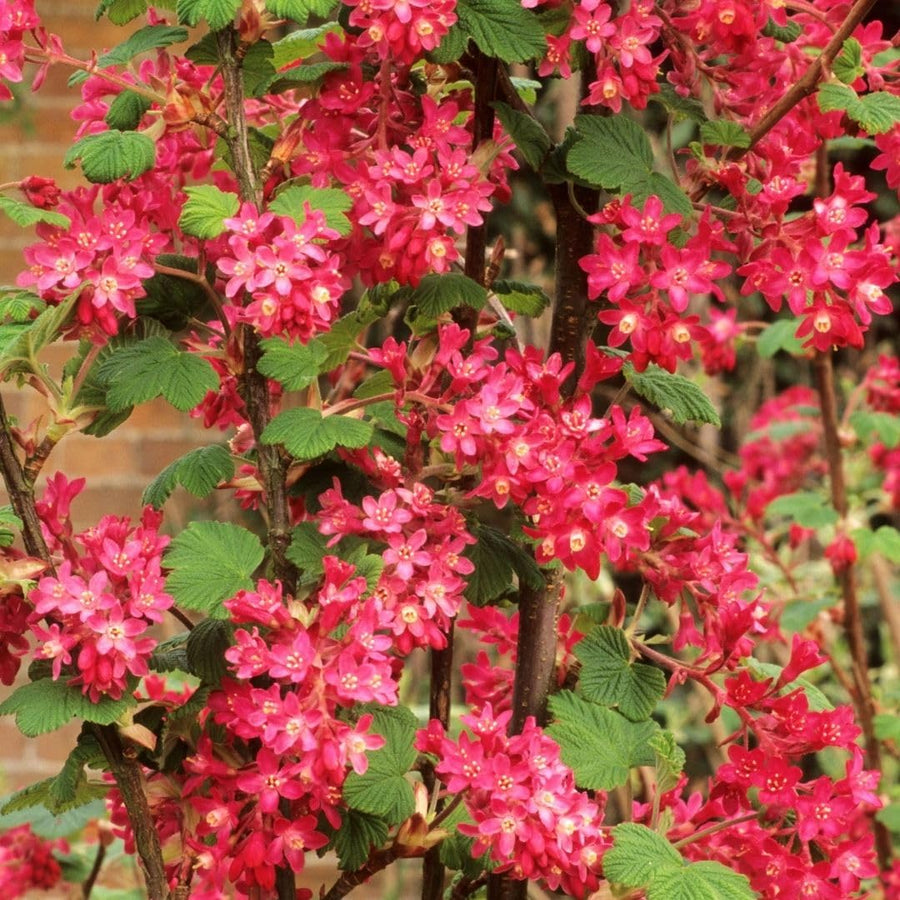 Pink Flowering Currants Live Plant in Pot, 4-7" Tall, Flowering Currants Plant, Hardy Ornamental Shrub for Garden Landscape, Spring Blooms