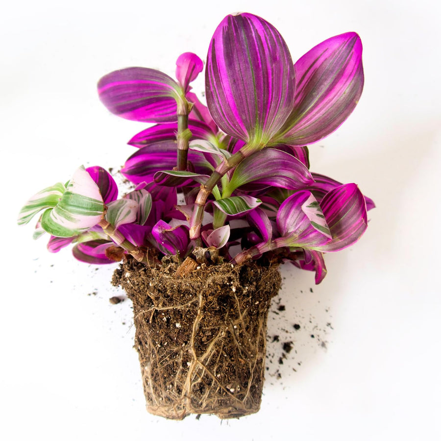 Wandering Jew Live Plant, Pink Tradescantia Nanouk Variegated Wandering Jew Houseplant, Rare Nanouk Pink Wandering Jew Plant 4 to 7 Inches Tall No Pot