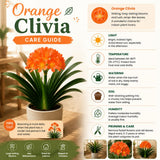 Orange Clivia Plant Live, Clivia Flower Plant, 6-8 Inches Tall in 6 Inches Pot, Bush Lily Plant for Outdoor Garden