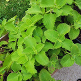 2 Cuban Oregano Live Plant, Oregano Plants Live, Mexican Mint Plant, Spanish Thyme Vegetable Plants Live Garden
