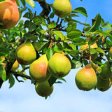 Pear Tree Live Plant 2 to 3 Feet Height, Bareroot, Pear Fruit Tree Plant Live, Pear Plant Live for Planting, Live Pear Tree
