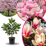Saucer Magnolia Tree Live Plant in 2.5 Inches Pot, Dormant in Winter, 6-12 Inches in Tall, Ornamental Spring Flowering Tree, Outdoor