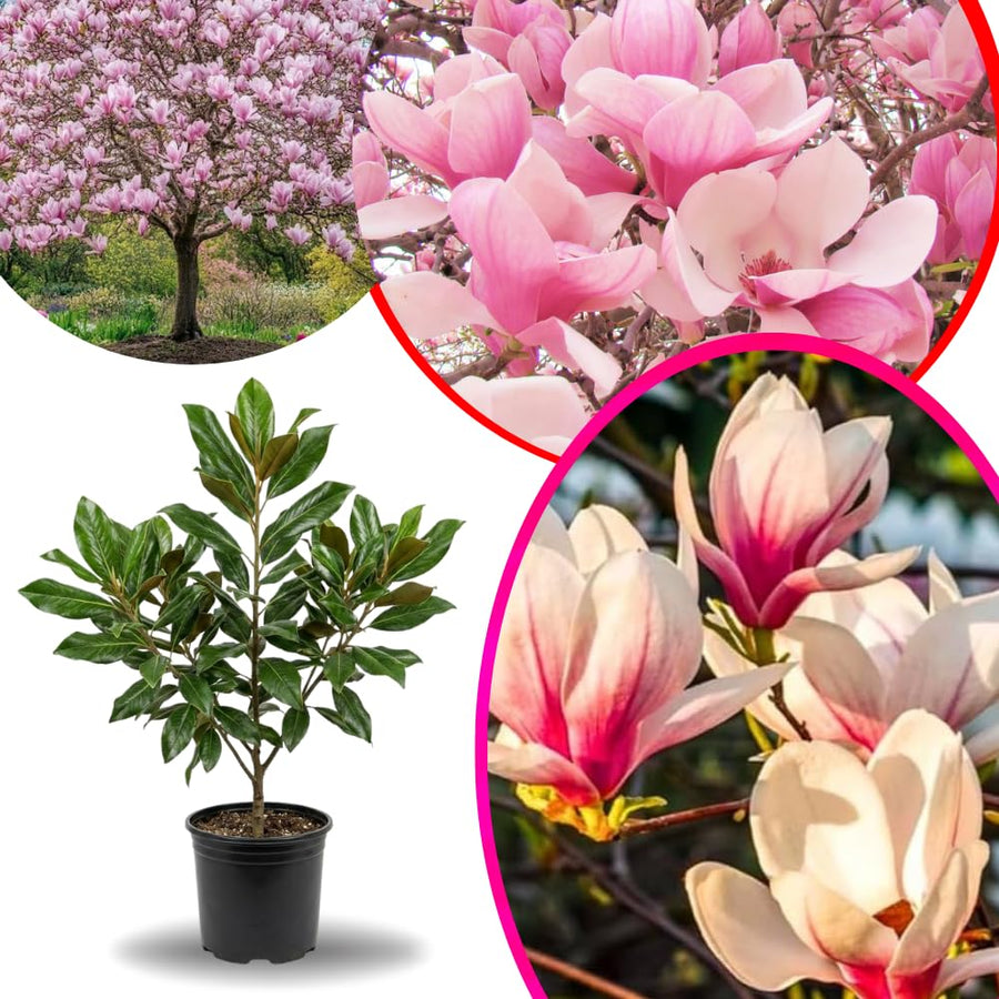 Saucer Magnolia Tree Live Plant in 2.5 Inches Pot, Dormant in Winter, 6-12 Inches in Tall, Ornamental Spring Flowering Tree, Outdoor