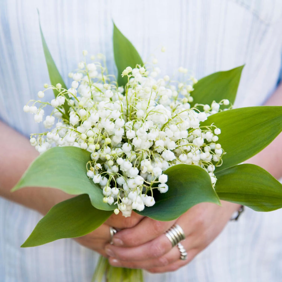 5 Lily of the Valley Roots, Fragrant White Lily Flower Rhizomes, Perennial Spring Flowers