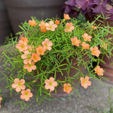 Oxalis Plant Live, Shamrock Spring Flower, 4 Inc Pot, Ornamental Oxalis Plant Live for Indoor Outdoor Garden, 4-8'' Tall (Orange)