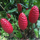 Pack 5 Shampoo Ginger Roots, Fresh Ginger Rhizomes Live Plants, Ornamental Flowers
