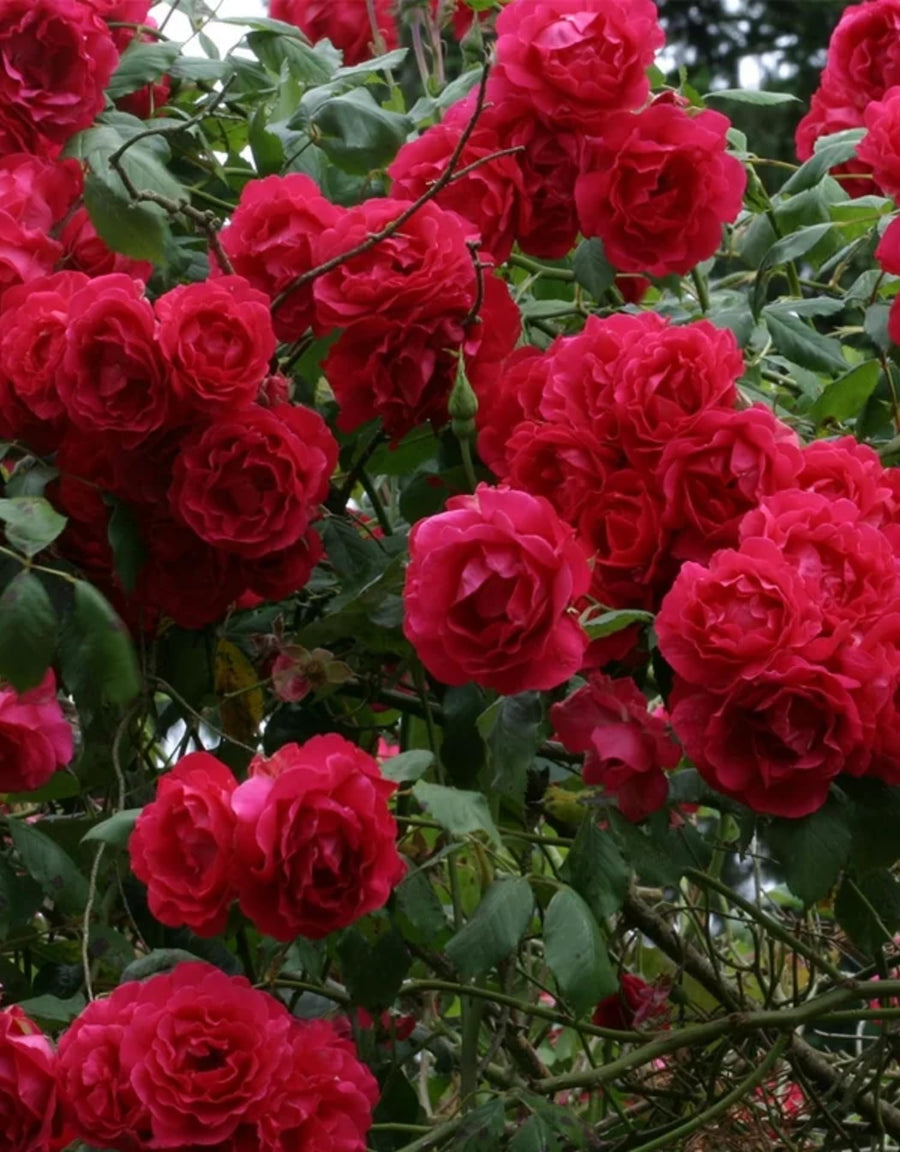 Rose Live Plant, Climbing Roses Plant Live, 5 to 8" Tall, 5 Months Old Fragrant Climber Plant for Planting, No Leaf, Trim Back, Well Rooted, Bare Root (Red)