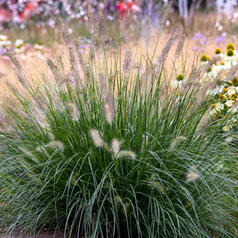 2 Ornamental Grass Plants - Pink Fountain Grasses Live Plants Perennial - 5-9 Inc Tall - Live Grass Seedlings Indoor Outdoor