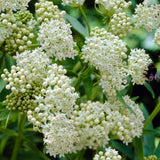 3 Live Milkweed Plants, Mix Asclepias Tuberosa Plant, Butterfly Milkweed Plants Live for Growing Indoor Outdoor