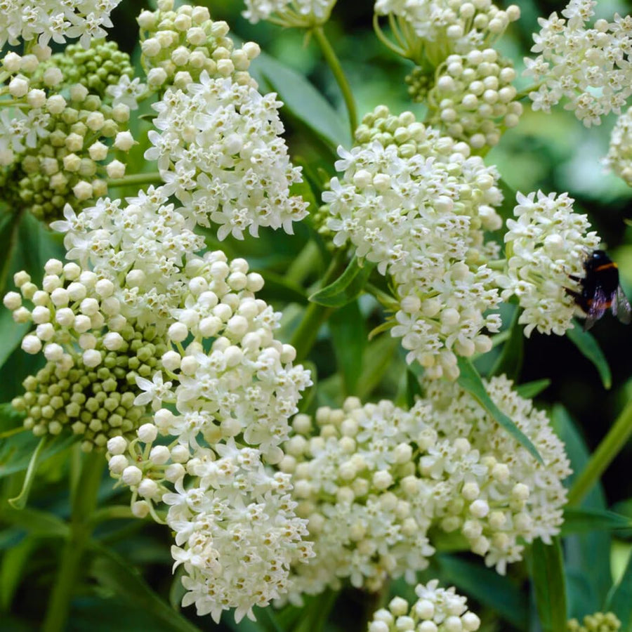 3 Live Milkweed Plants, Mix Asclepias Tuberosa Plant, Butterfly Milkweed Plants Live for Growing Indoor Outdoor