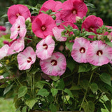 Hibiscus Flower Plant, Hibiscus Plants Live, Tropical Hibiscus Plant, Giant Mix, Zone 10 to 12, Size 5 to 7 Inch Tall