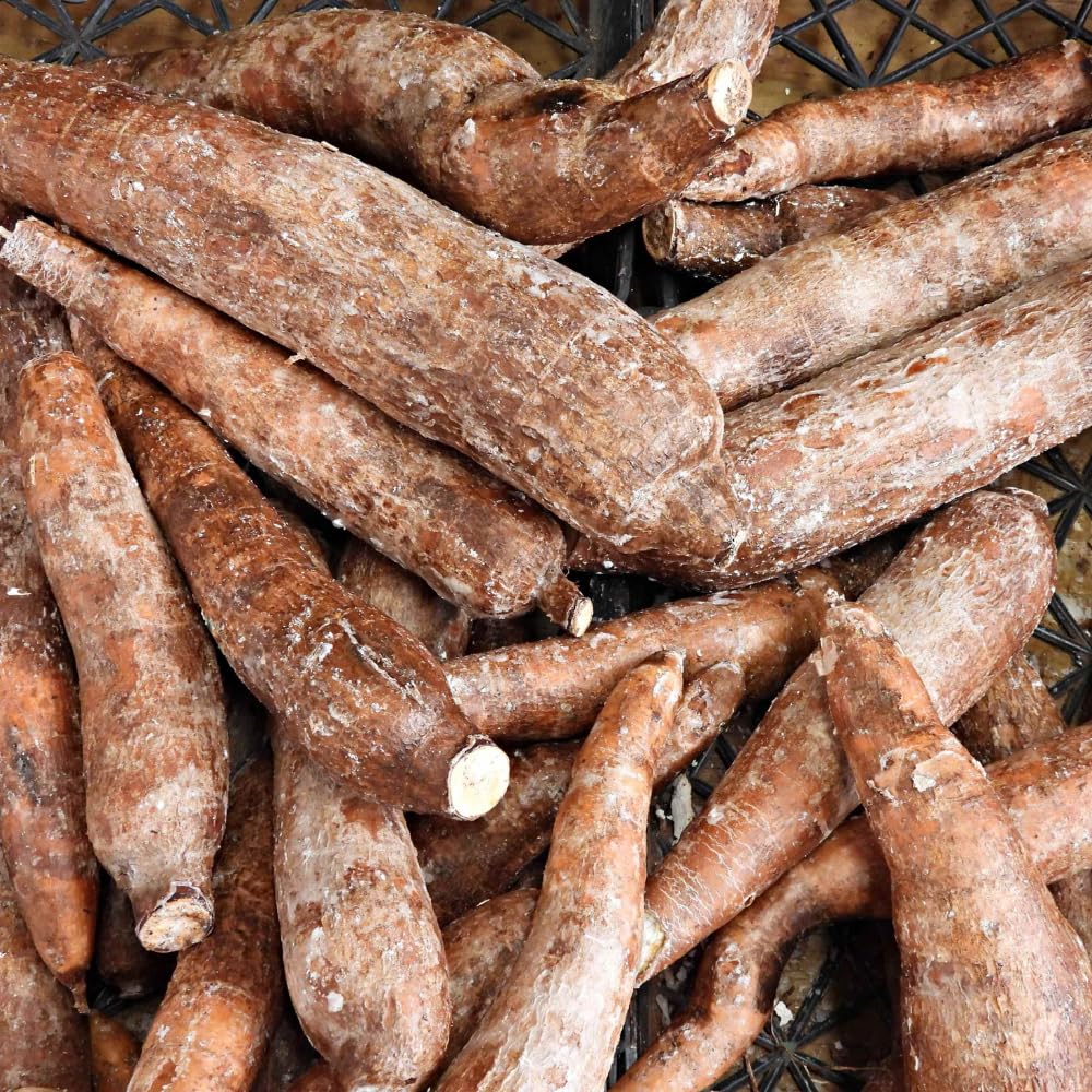 Yuca Cassava Plant Live in 4'' Pot, Sweet Yuca Roots 4-7 Inches, Vegetable for Outdoor Garden