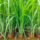 Set 4 Lemon Grass Live Plants, Lemongrass Plant Herb Plant Pot 4 Inc, 9 to 12 Inc Tall
