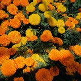 Set 3 African Marigold Live Plant,4-6" Tall, Mix Color Marigolds Flower Plant Live for Outdoor Spaces and Container Gardens, No Pot