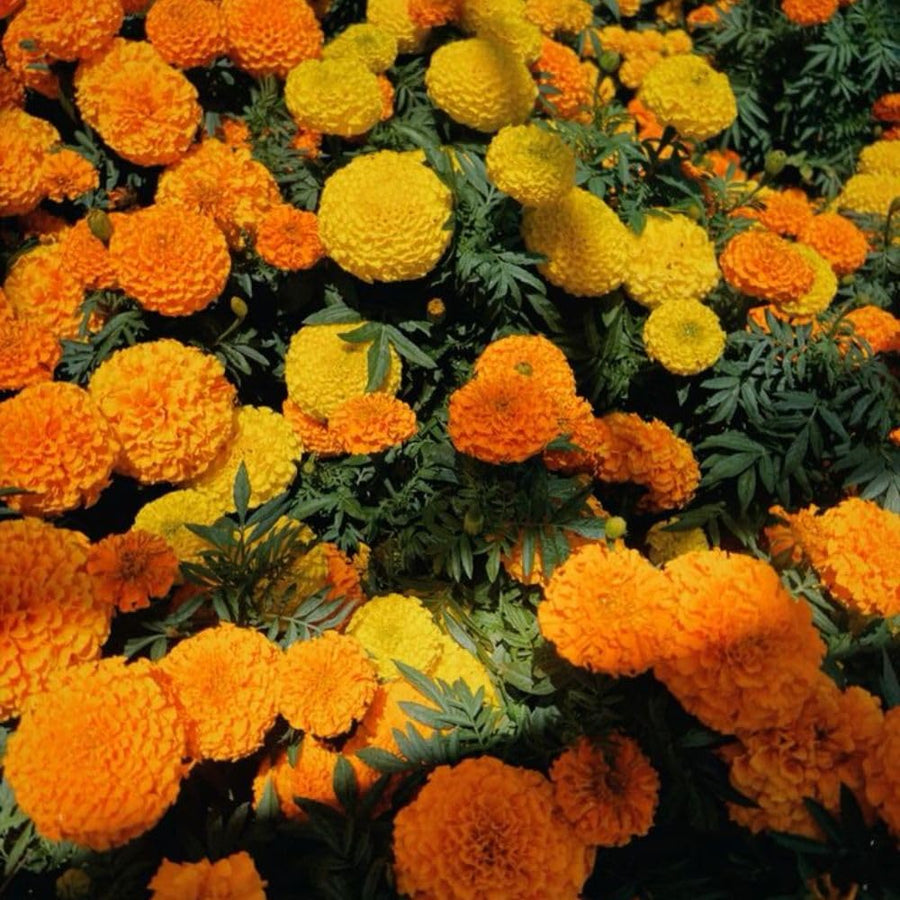 Set 3 African Marigold Live Plant,4-6" Tall, Mix Color Marigolds Flower Plant Live for Outdoor Spaces and Container Gardens, No Pot
