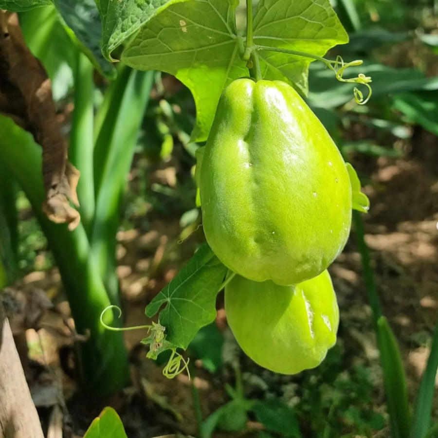 Chayote Squash Plant, Vegetable Plant Live for Gardening Outdoor, 8-10 Inches Tall