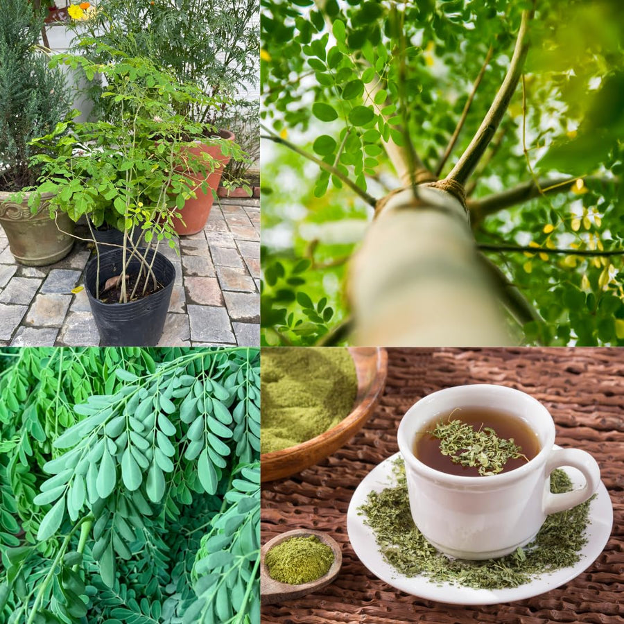 Outdoor Moringa Tree Live Plant, 6-8 Inc Malunggay Plants Live, Drumstick Tree Horseradish, Herb Moringa Plants for Planting in 4" Pot