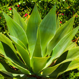 2 Green Agave Plant Live, Hardy Agave Cactus, Ornamental Succulent, 8 Inches Tall in 4 Inch Pot for Growing