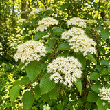 Set of 2 Viburnum Live Plant, Viburnum Shrub, White Spring Blooms, Hardy Garden Shrub, Bare Root 8 to 12 Inches Tall for Outdoor Planting