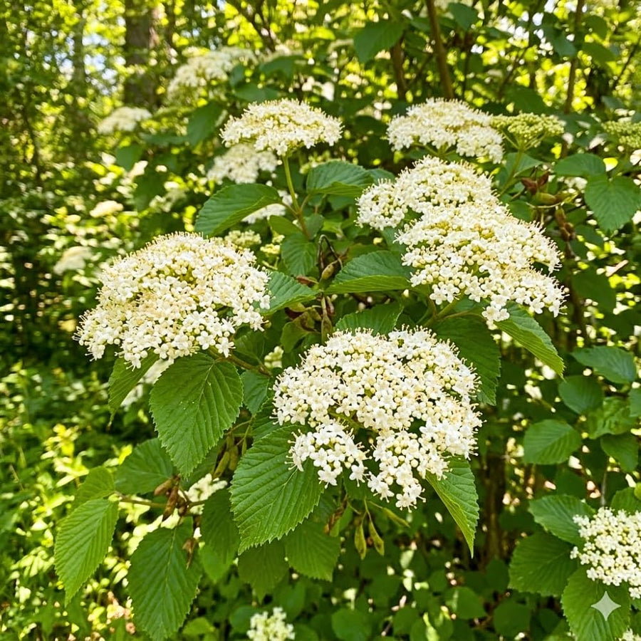 Set of 2 Viburnum Live Plant, Viburnum Shrub, White Spring Blooms, Hardy Garden Shrub, Bare Root 8 to 12 Inches Tall for Outdoor Planting