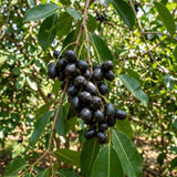 Black Plum Tree Live Plant in 4 Inch Pot, Black Fruit Tree 4-7 Inches Tall, Well Rooted Tropical Fruit Plant for Growing