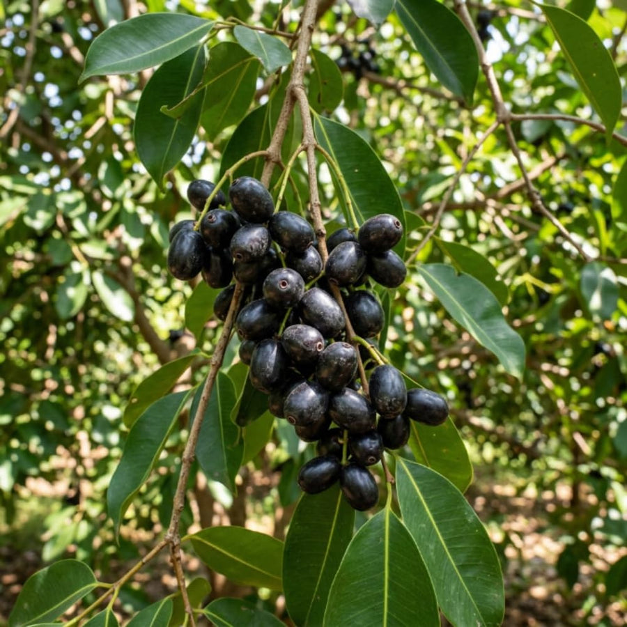 Black Plum Tree Live Plant in 4 Inch Pot, Black Fruit Tree 4-7 Inches Tall, Well Rooted Tropical Fruit Plant for Growing