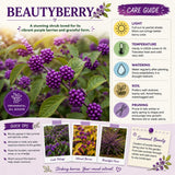 American Beautyberry Live Plant, Beauty Berry Shrub for Outdoor Garden, 12+ Inches Tall, 2-3 Year Old, Vibrant Purple Berry Bush, No Pot