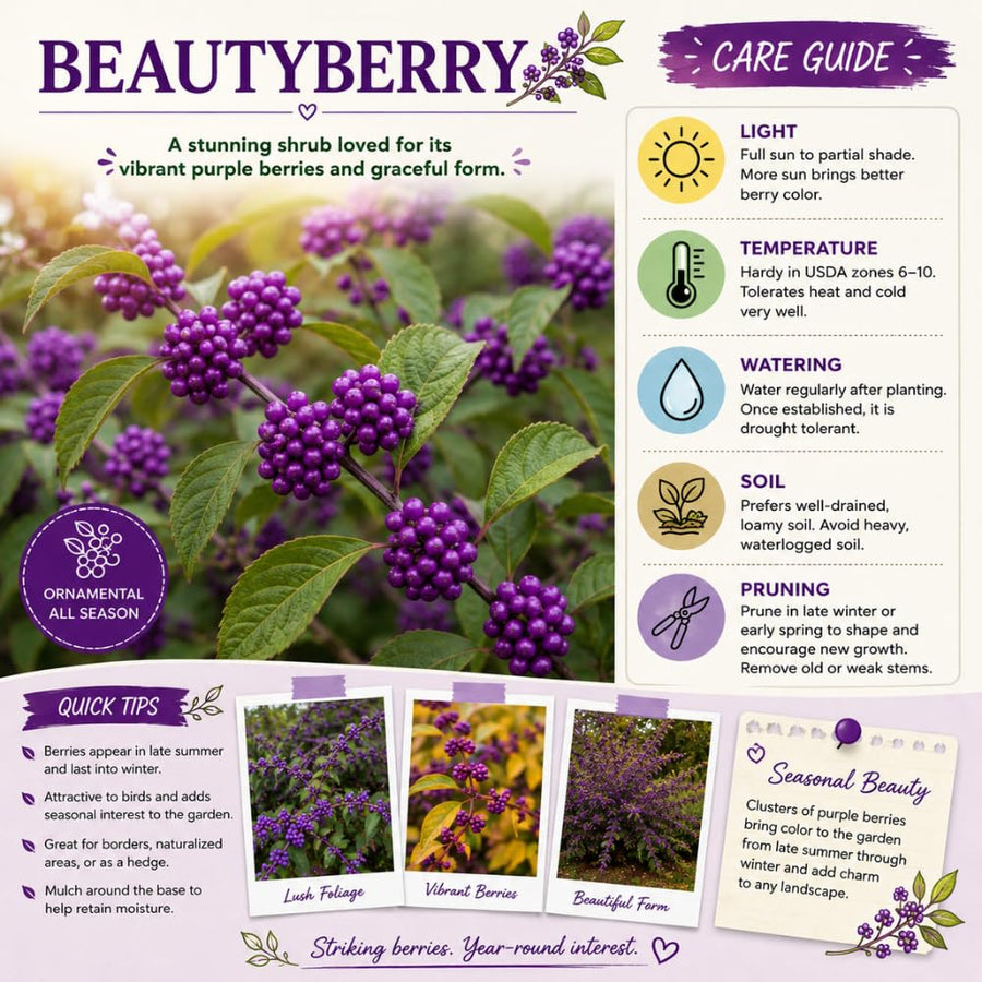 American Beautyberry Live Plant, Beauty Berry Shrub for Outdoor Garden, 12+ Inches Tall, 2-3 Year Old, Vibrant Purple Berry Bush, No Pot