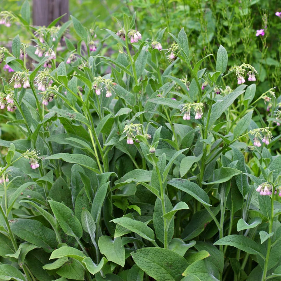 10 Live Comfrey Roots, Comfrey Rhizomes, 3-6 Inches Tall, Perennial Herb for Planting