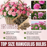 Ranunculus Bulbs, 25 Ranunculus Bulbs, French Peony Style Buttercup Corms, Spring Blooming Garden Flowers, Vibrant Flower Plant (Pink Ranunculus)