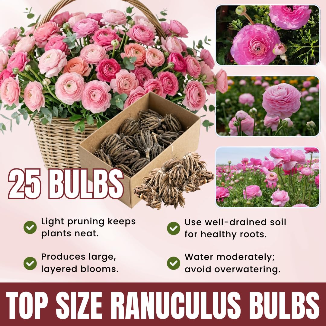 Ranunculus Bulbs, 25 Ranunculus Bulbs, French Peony Style Buttercup Corms, Spring Blooming Garden Flowers, Vibrant Flower Plant (Pink Ranunculus)