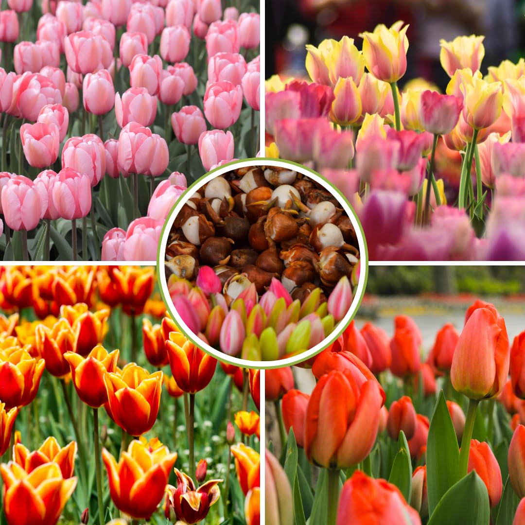 10 Random Tulip Bulbs for Spring Planting, Cold Hardy, Mixed Tulip Color for Gardens, Borders