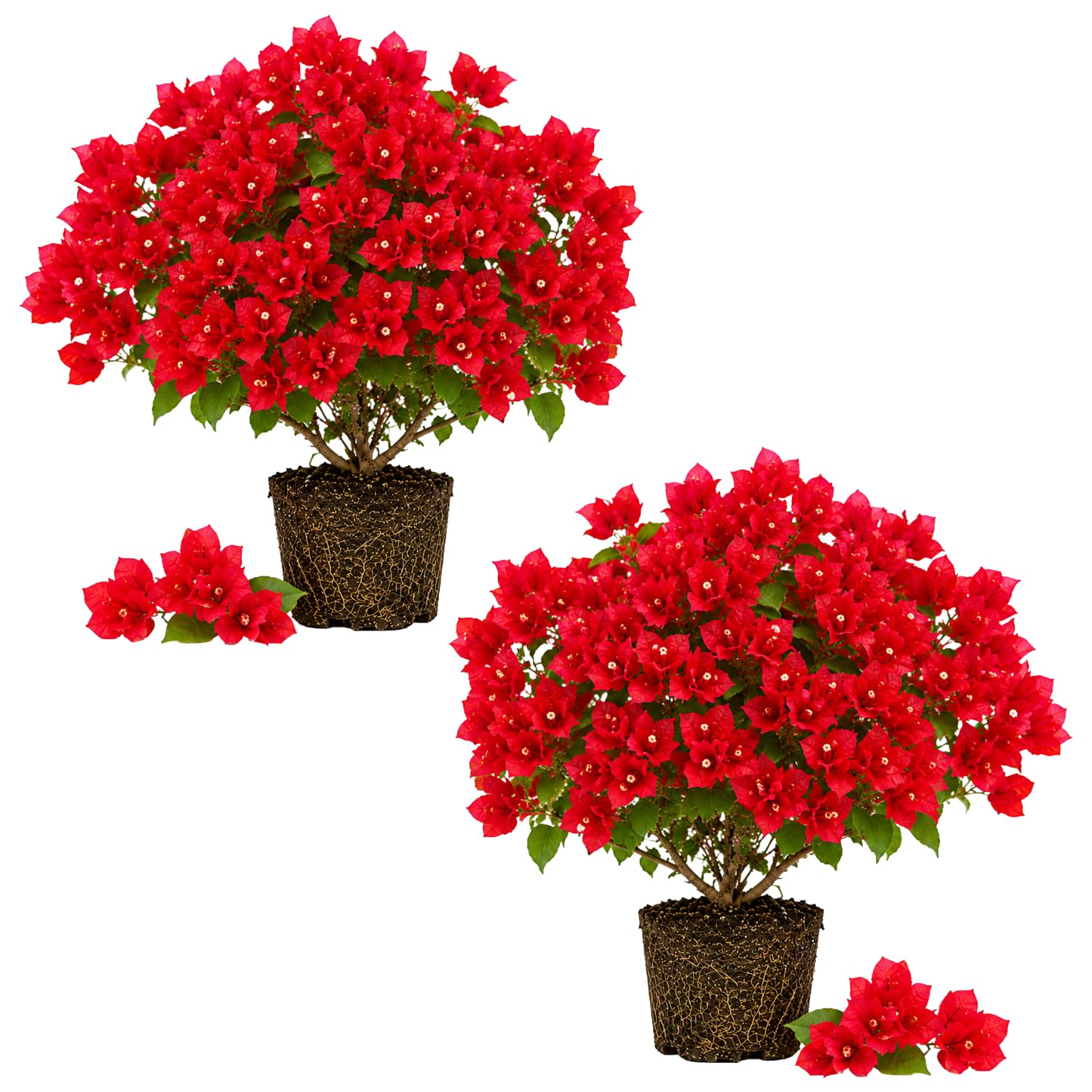 2 Trailing Bougainvillea Plants Live, Hardy Flowering Bougainvillea Plants for Hanging Basket, Container Growing, 4-8 Inches Tall (Bright Red)