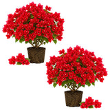 2 Trailing Bougainvillea Plants Live, Hardy Flowering Bougainvillea Plants for Hanging Basket, Container Growing, 4-8 Inches Tall (Bright Red)